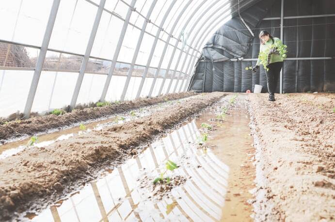 邹平市高新街道：科学推进春季田管 保障粮食果蔬丰收