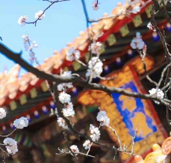 免费、优惠！济宁各景区“三八”国际妇女节福利合集来了