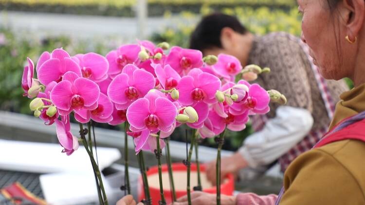 东营市首批花卉产业地方标准出台 助力花卉产业升级