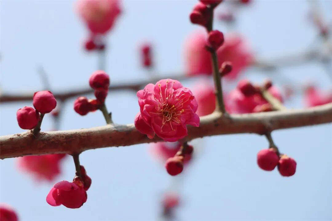 紅梅花開正當時 解鎖鄒平市西董早春限定浪漫