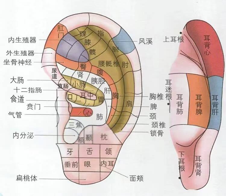 你的耳朵“会说话”｜山东中医药大学耳穴疗法很神奇！