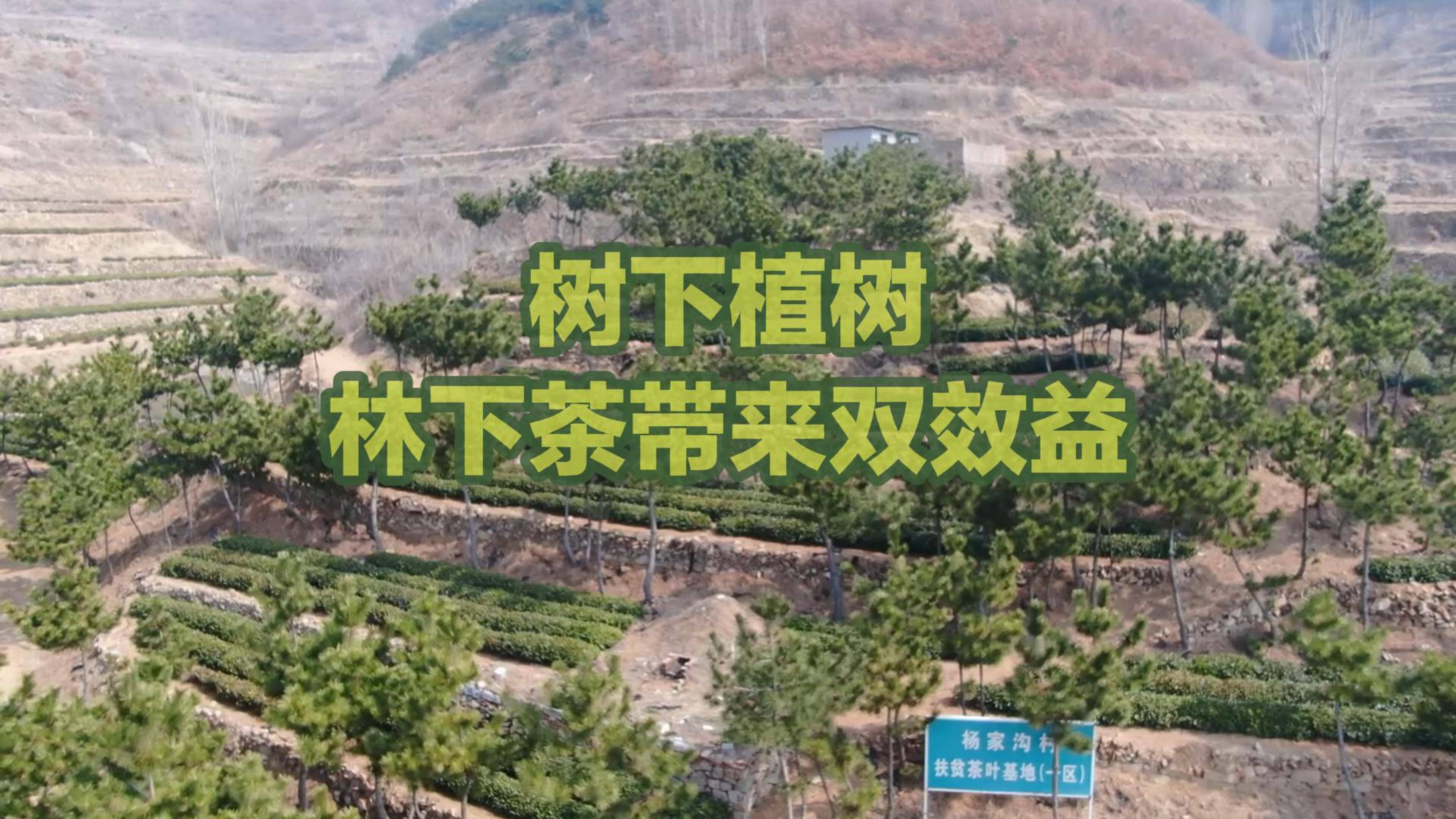 日照莒县：树下植树，林下茶带来双效益