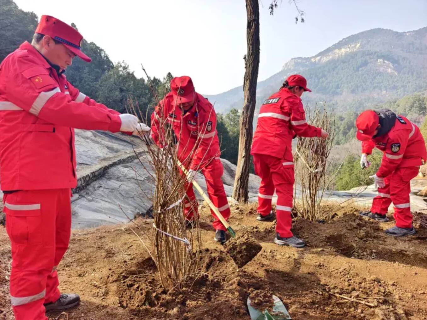 古刹听梅语 石经染丁香 泰山景区红门管理区开展植树活动