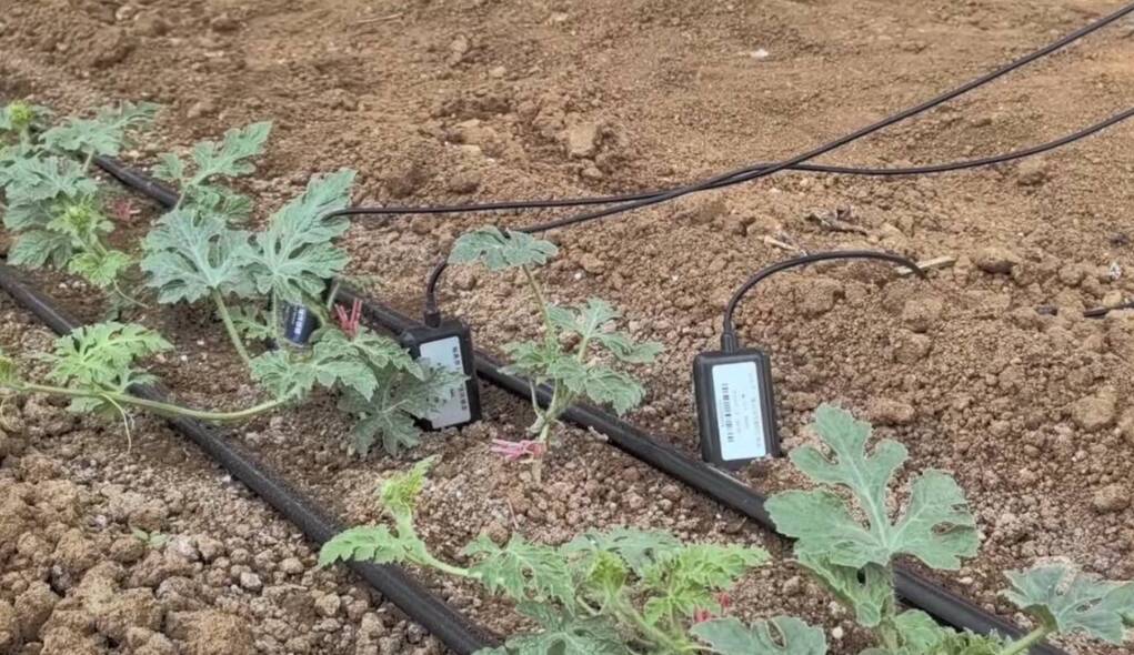 1人管理50亩设施成为现实！济南举办设施农业生产机械化现场观摩会