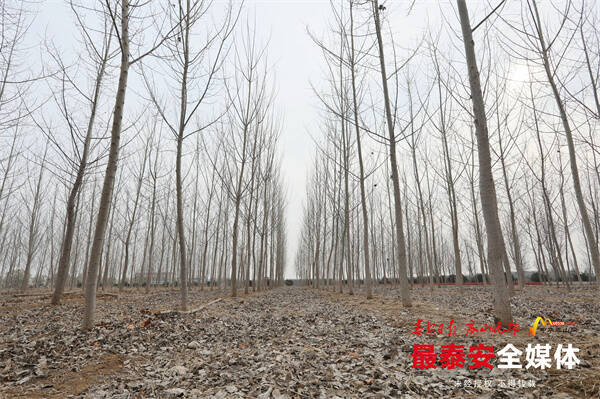 想要植树来泰山 景区邀您种“平安” 泰山开启植树节种树新模式