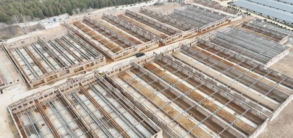 “猪菜CP”上线！济南市钢城区生态种养循环示范项目加速跑