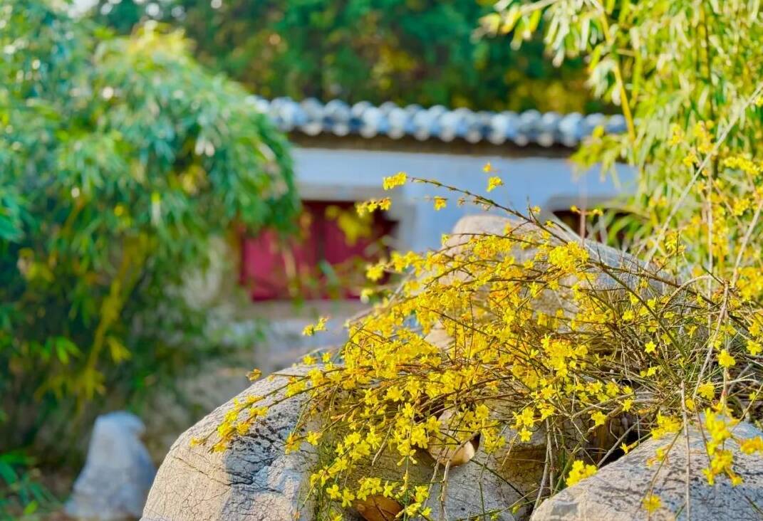组图丨春来岱庙 邂逅那片金黄