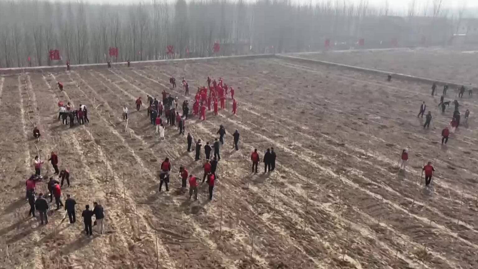 东营：义务植树 黄河堤岸披新绿