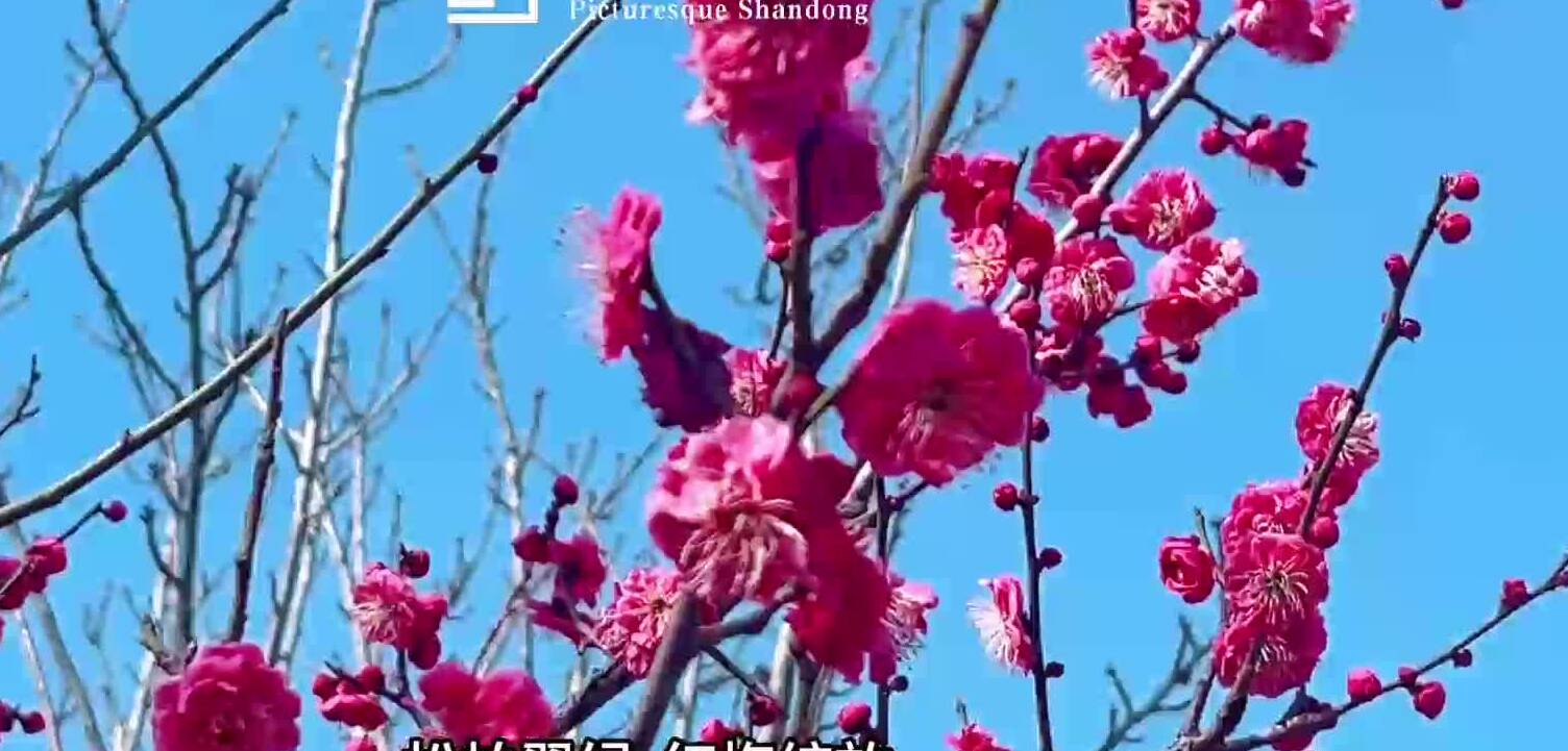 诗画山东｜枣庄凤凰山上松涛阵阵 红梅绽放美不胜收