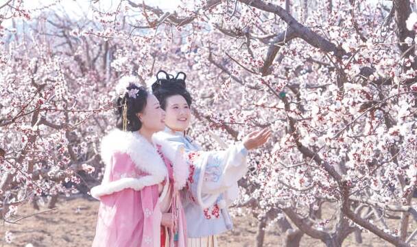 杏花盛放春光好