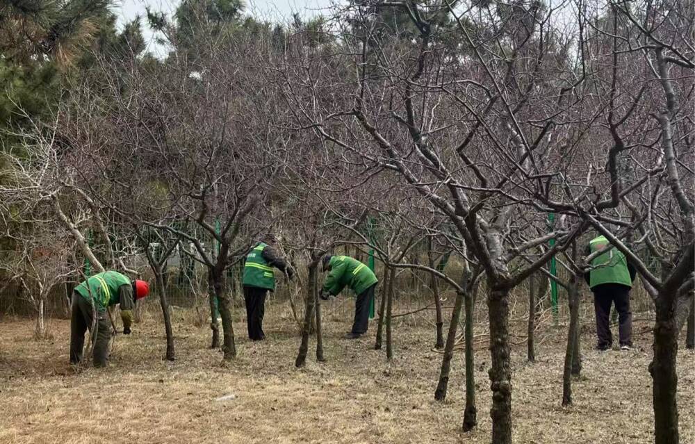 威海高新区：城区绿化开启春日“美颜”模式