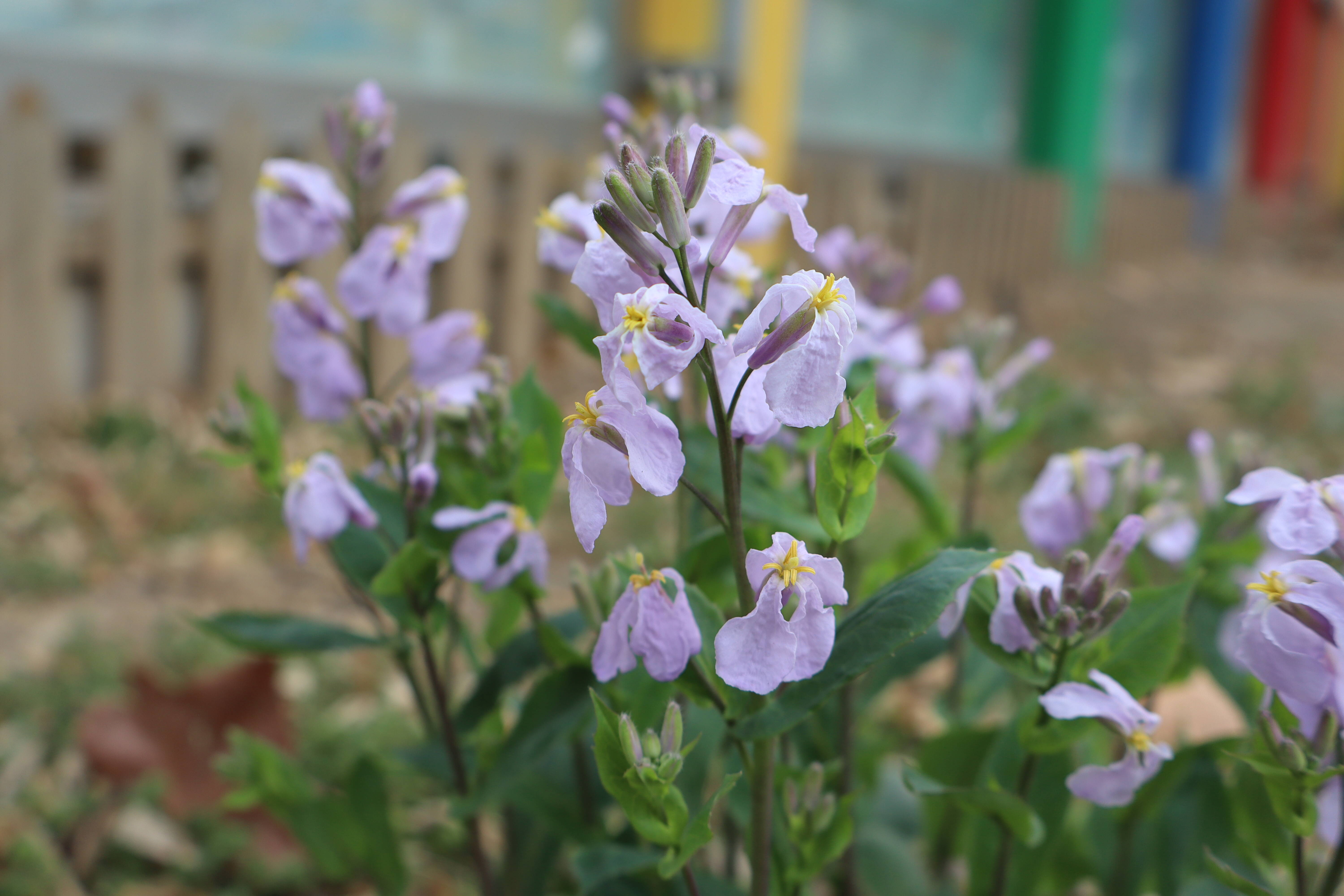 賞花指南｜濱州城管發(fā)布“賞花地圖” 一鍵解鎖全城浪漫