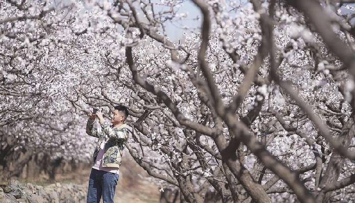 邹平市：春暖赏花正当时