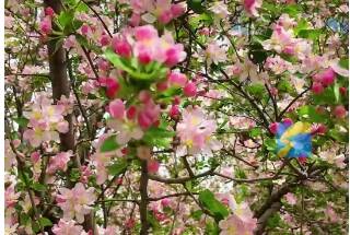 棗莊鳳鳴湖海棠花開(kāi) 似煙云暈染春日