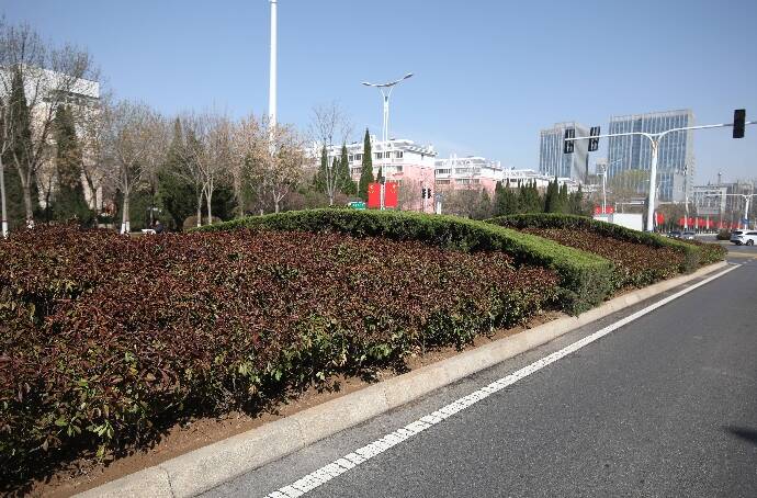 濱州市城區渤海十八路綠籬更新項目啟動 優質紅葉石楠扮靚城市景觀帶