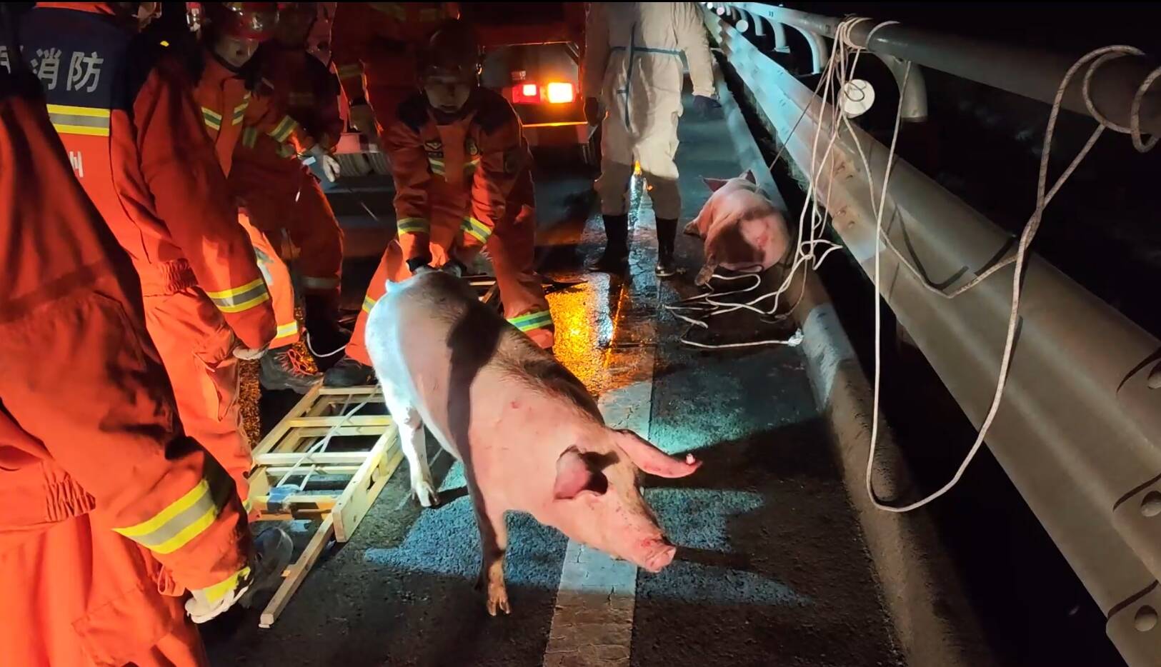 濱州：滿載生豬的貨車側欄崩開 消防員高速公路緊急救援