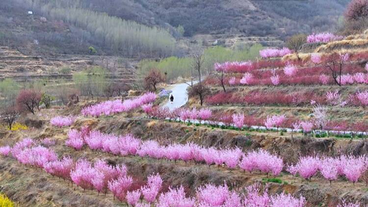 鄒平: 穿過白云山隧道 與梯田花海撞個(gè)滿懷