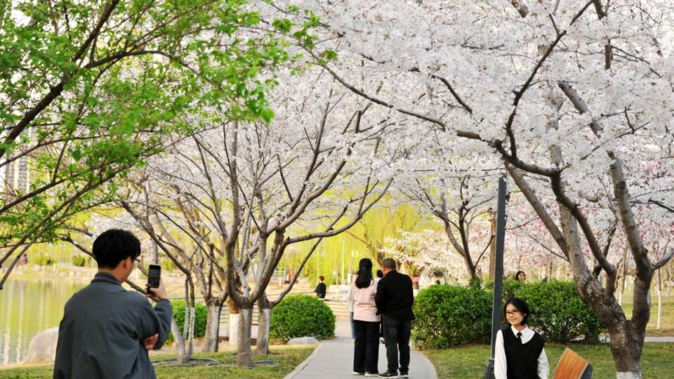 齐盛湖畔樱花绽放迎客来
