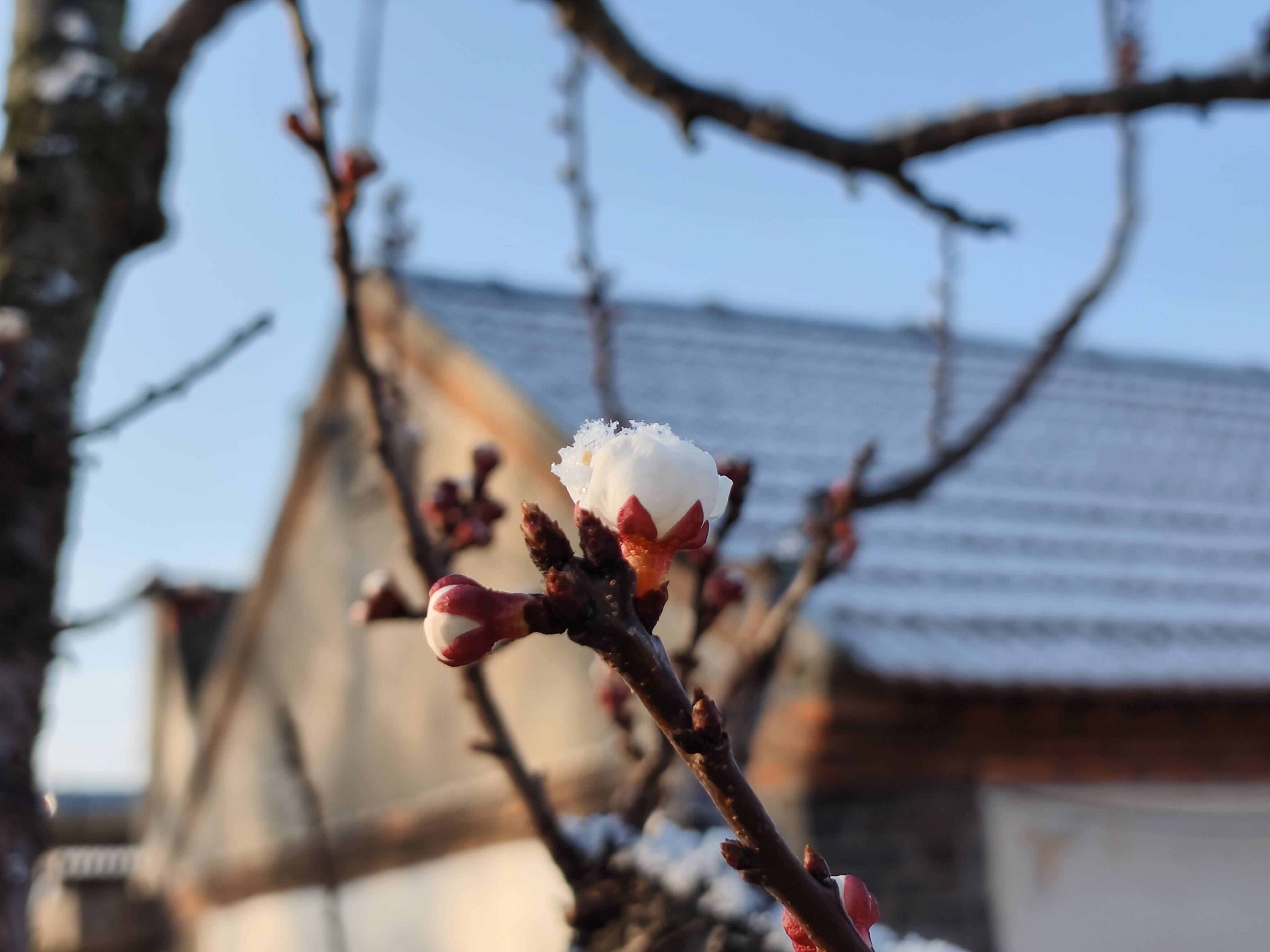 威海：雪落繁花绘就诗意画卷