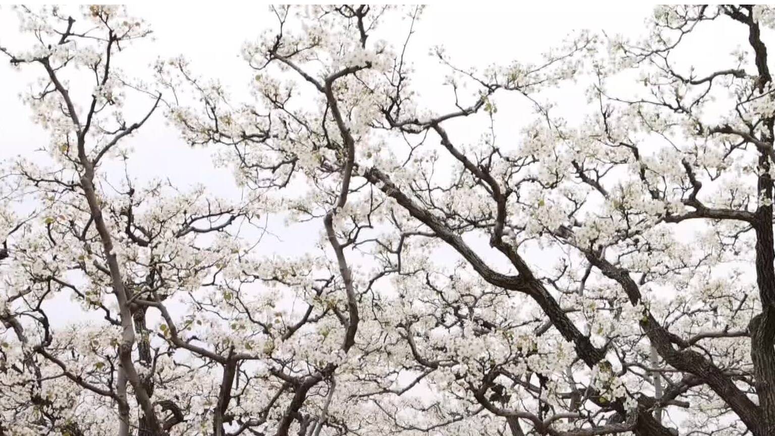 夏津：赏花正当时 黄河故道千亩梨花满枝头