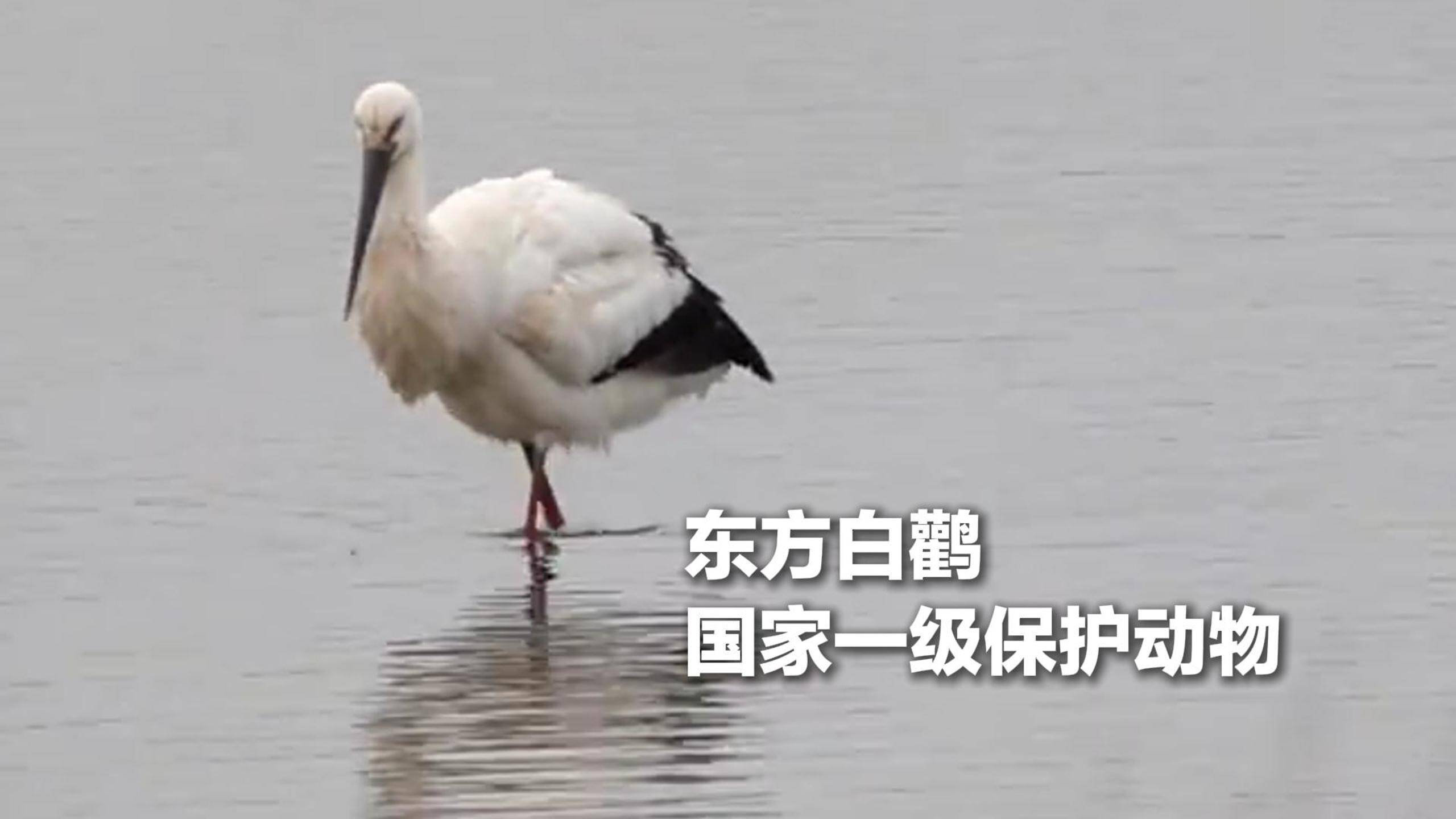 生态改善引珍禽，记录日照“生态答卷”