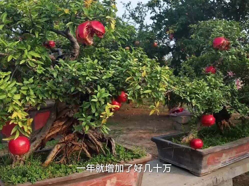 跟总书记学方法 | 总书记的“瓜果情”——总书记调研后，山东这万亩石榴园越来越好