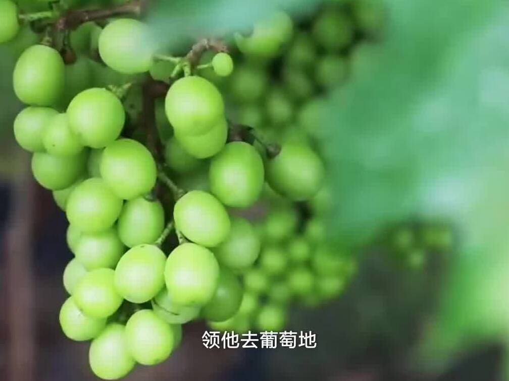 跟总书记学方法 | 总书记的“瓜果情”——总书记看过的葡萄园怎么样了