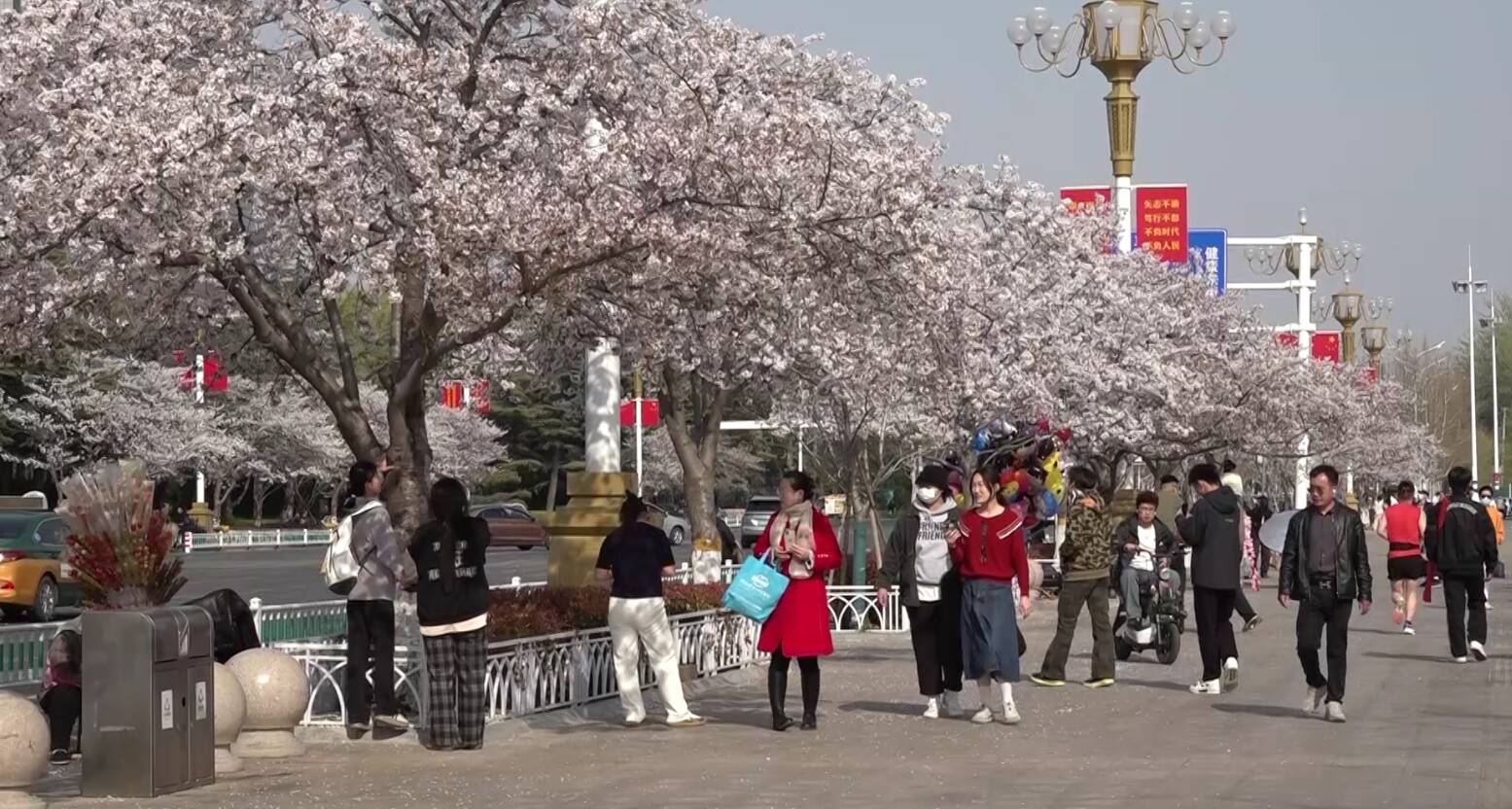潍坊：清明假期踏青赏花 解锁春日好时光