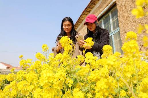 沾化區濱海鎮油菜花盛放成鄉村旅游新亮點