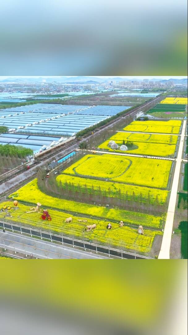 兰陵：油菜花海待客来 春游赏花正当时