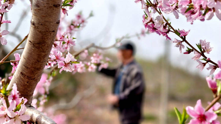 沂源：山村花似海 果农授粉忙