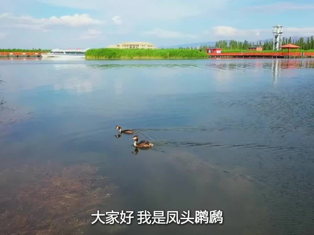 跟总书记学方法 | 乌梁素海有了大变化