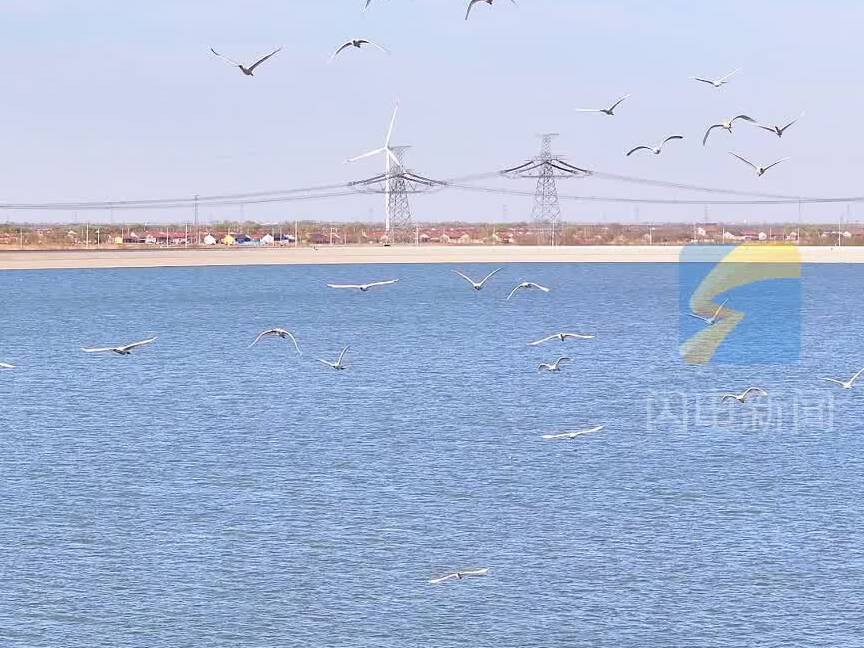 发现庆云春之美：严务水库春水荡漾鸟翱翔  生态画卷入眼来