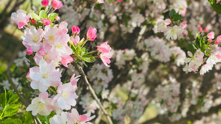 春日限定！淄博全城开启“花海模式”