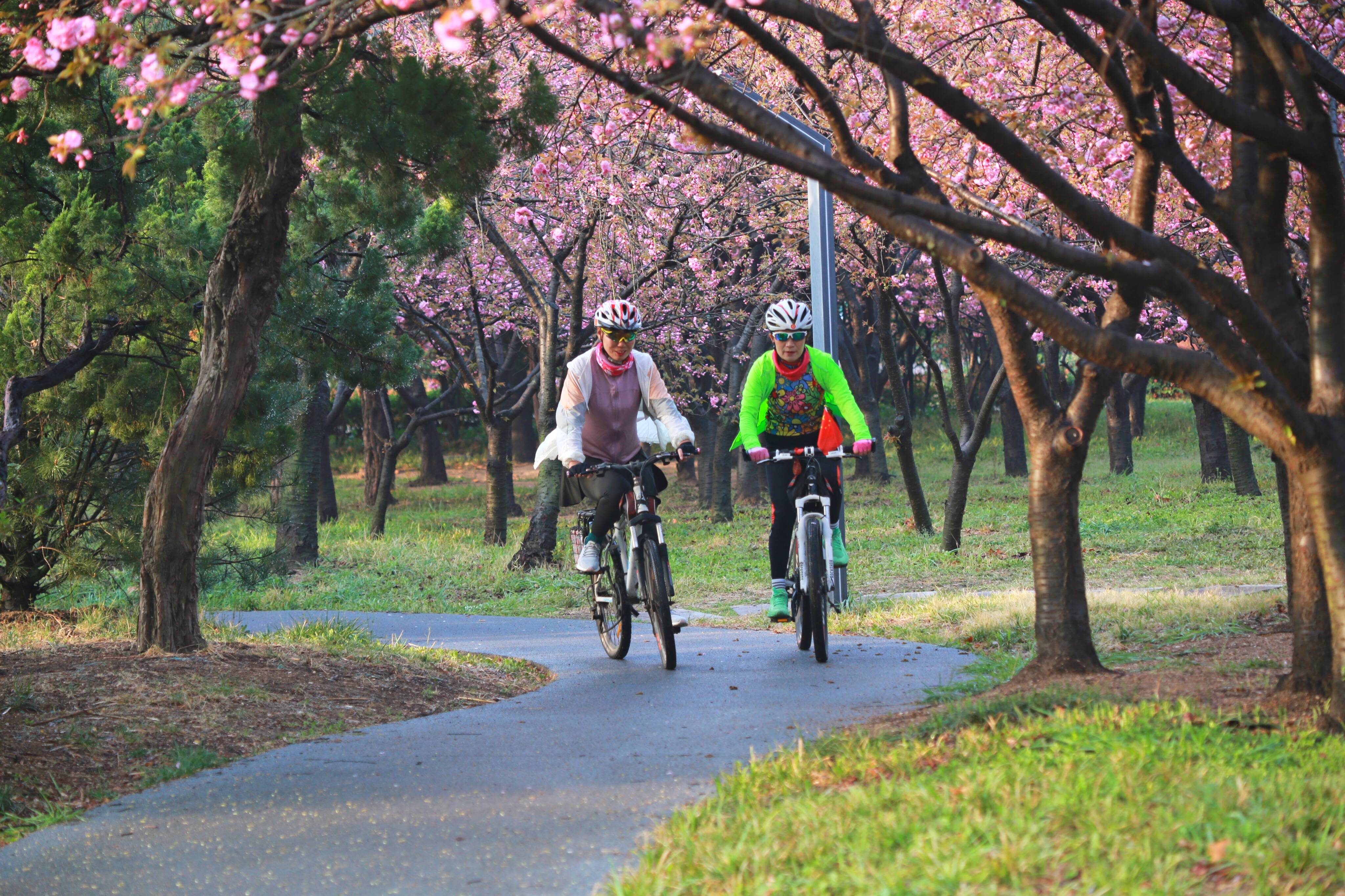 春日浪漫胜地 日照市民乐享“花样生活”