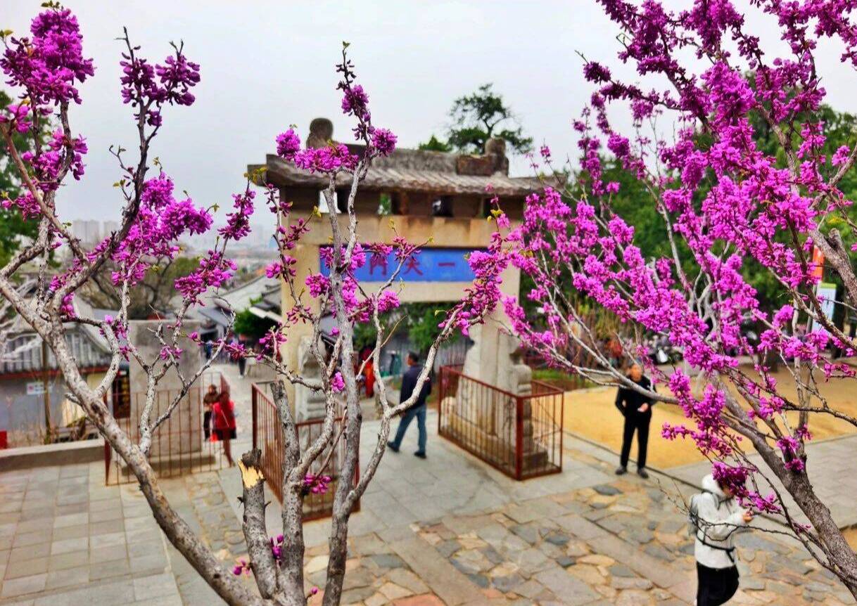 组图丨春染泰山 花开成海