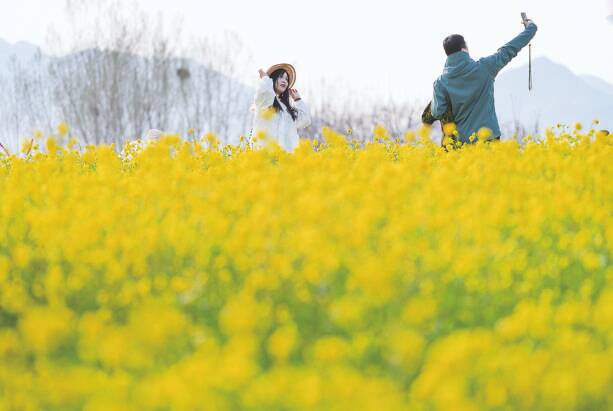 鄒平：油菜花開春光美