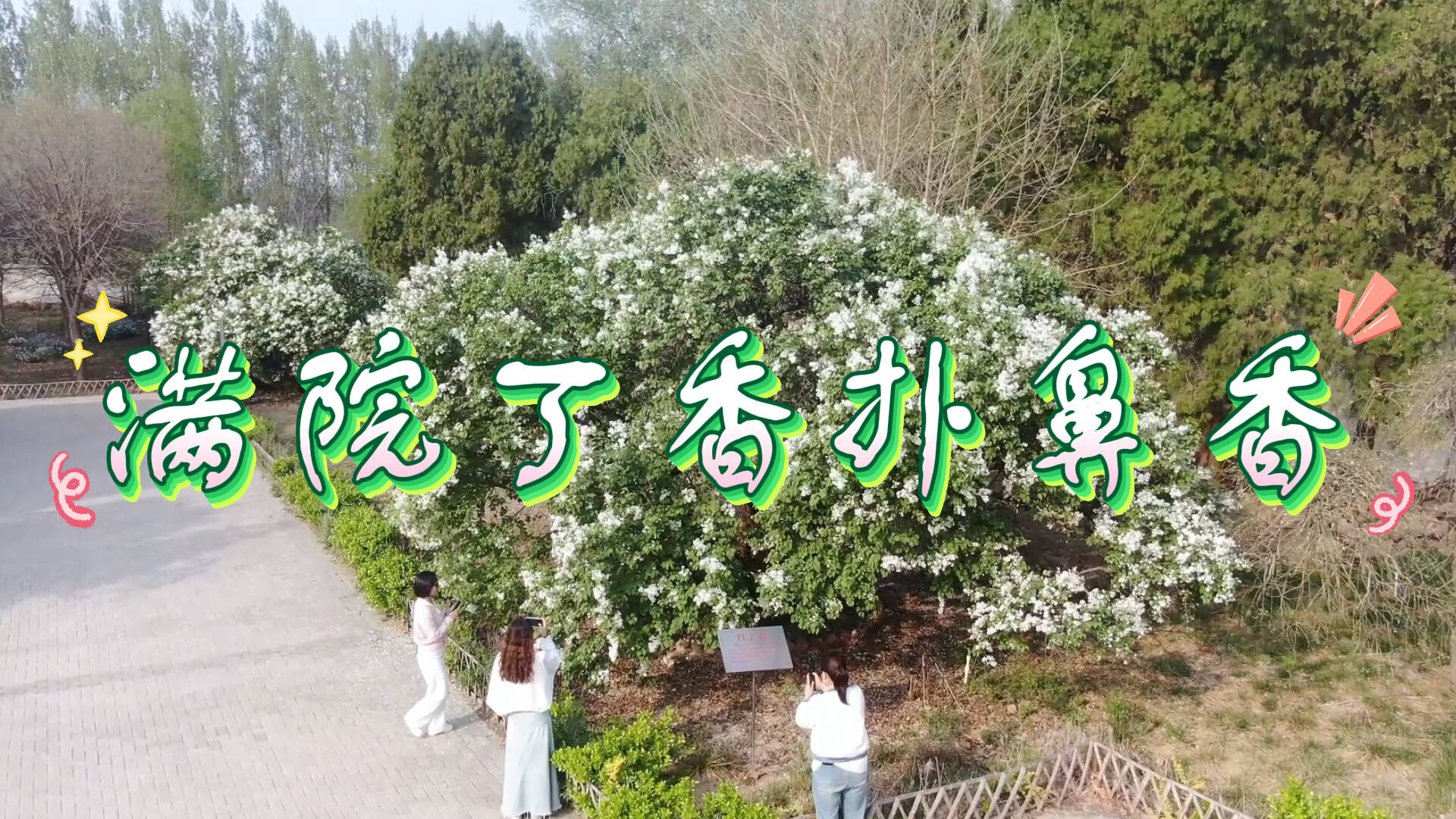 “山东省丁香树王”进入盛花期，莘县马西林场满园飘香