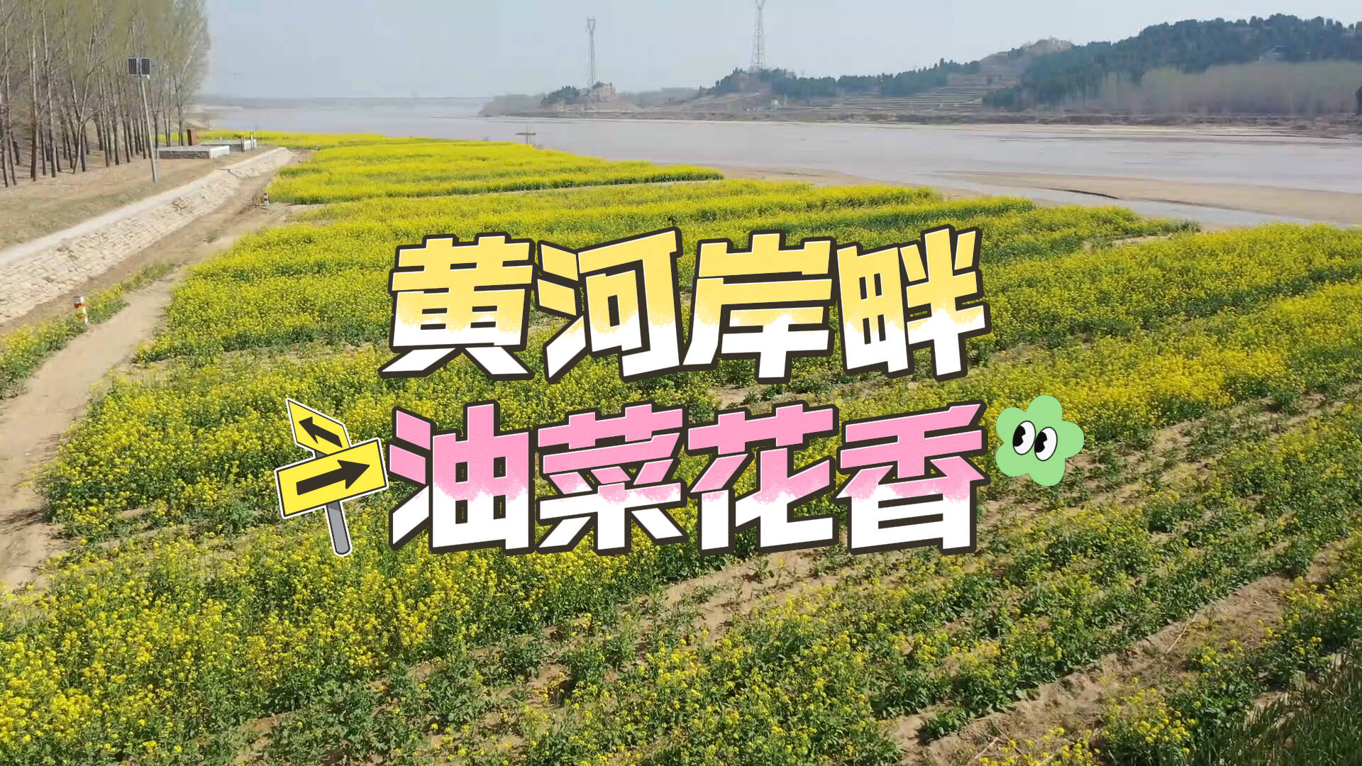东阿：黄河岸畔油菜花香