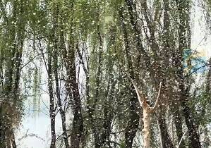 临沂又进入“毛毛季” 城管局出动无人机治理漫天杨柳絮