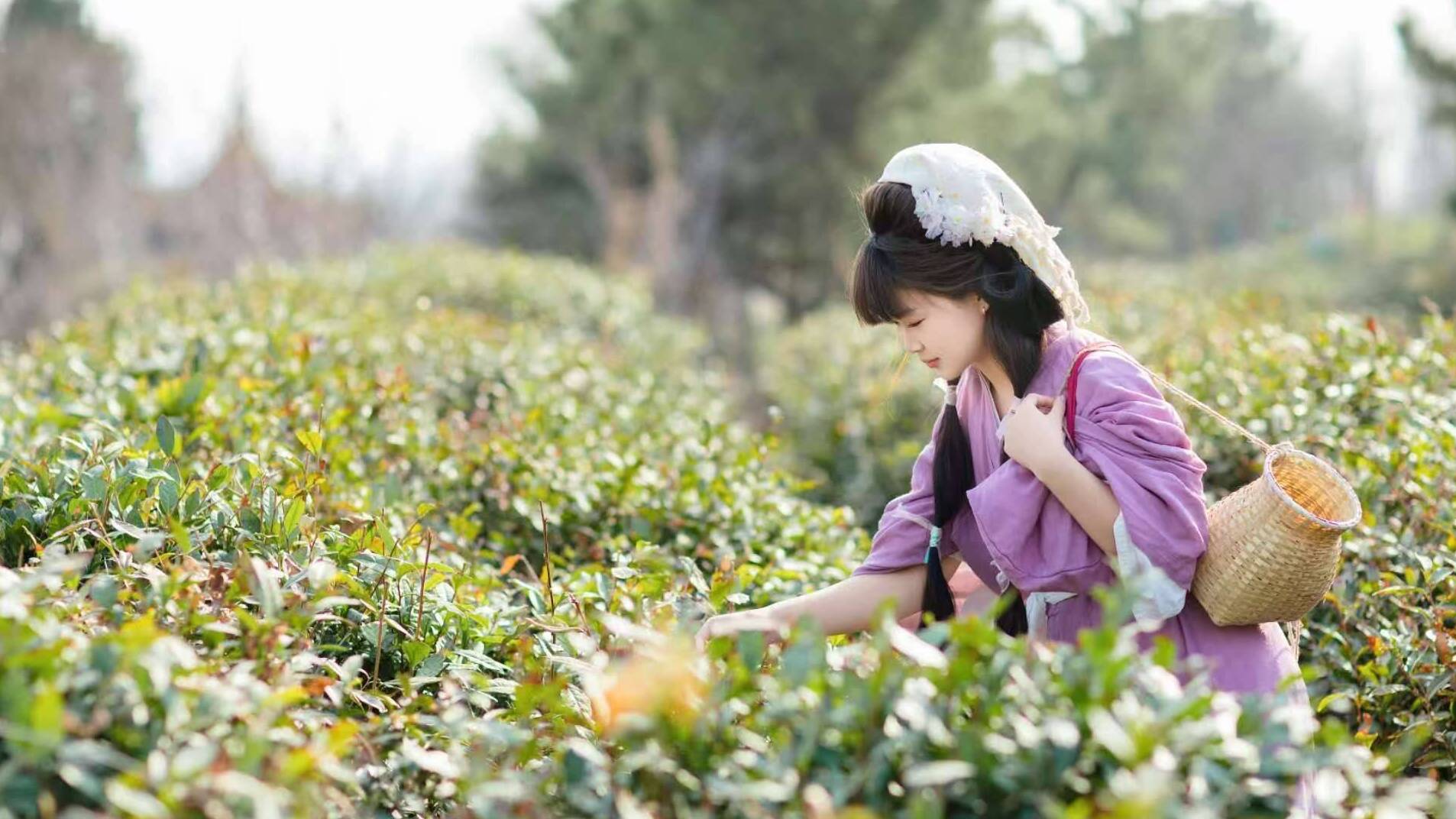 潍坊诸城：赏花+采茶 遇见最美春天