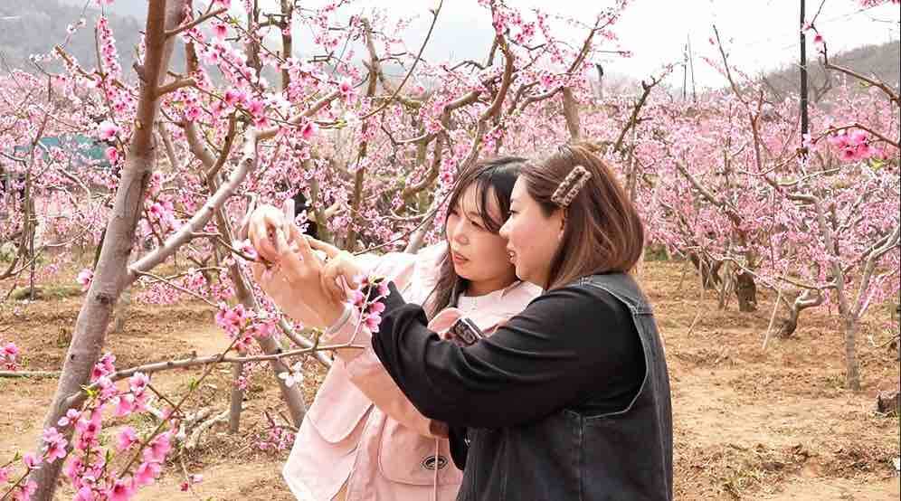一起“桃”醉在这个春天 博山区池上镇第四届桃花艺术节启动
