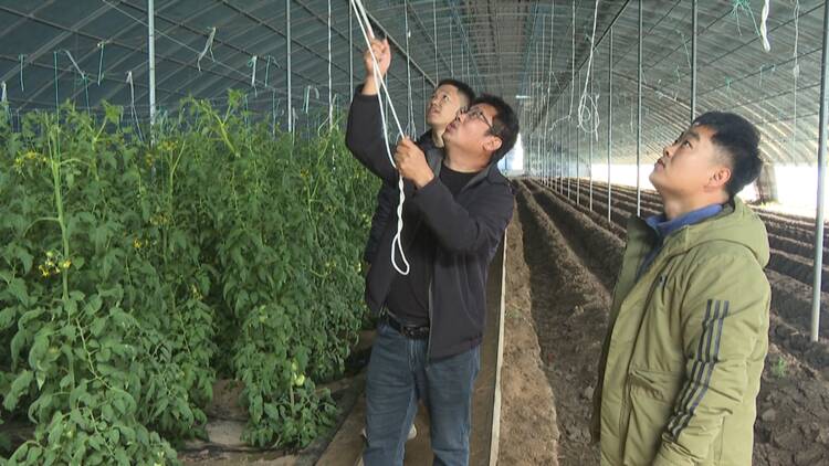 博興：大風預警 設施農業打響 “抗壓” 保衛戰