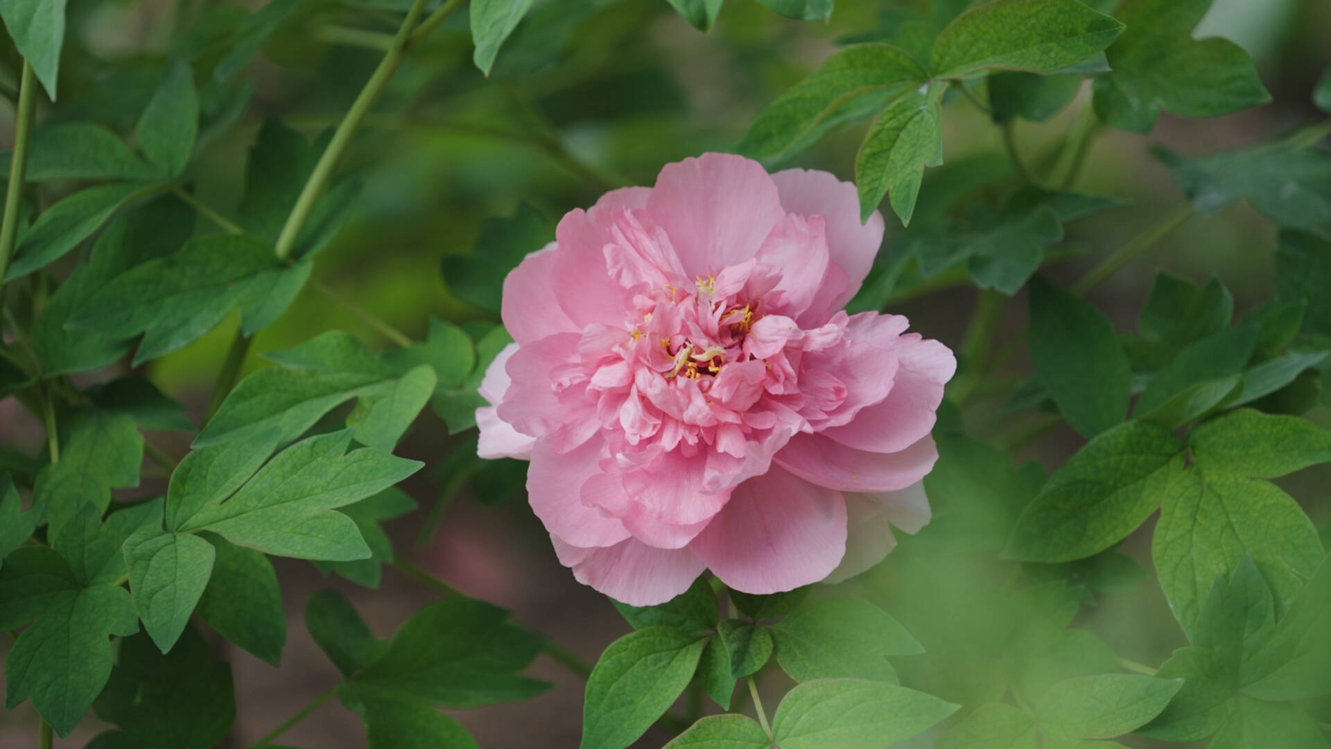 花开泰安｜满园春色 打卡岱庙春韵