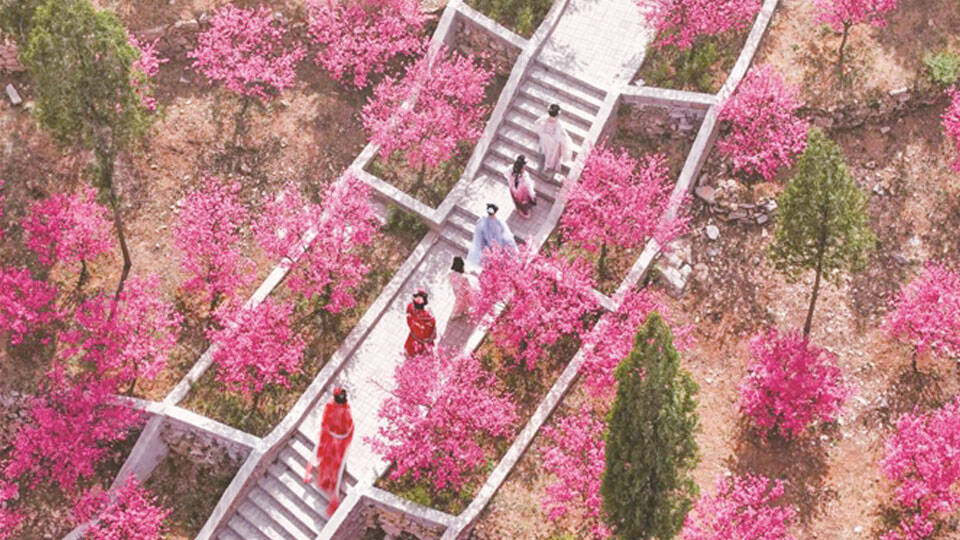 淄博：万株梅花绽放春日美好