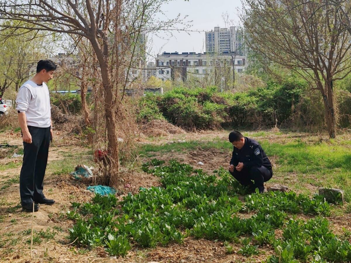 濱州濱城區(qū)：彭李街道開展罌粟踏查行動 筑牢禁毒防線