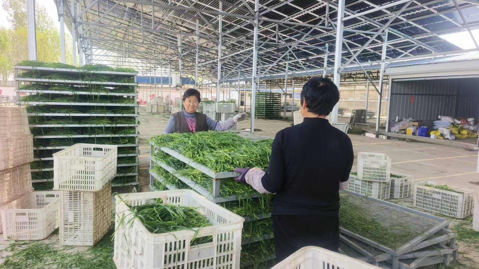 农村致富项目种植业有哪些(农村致富项目种植业有哪些项目)