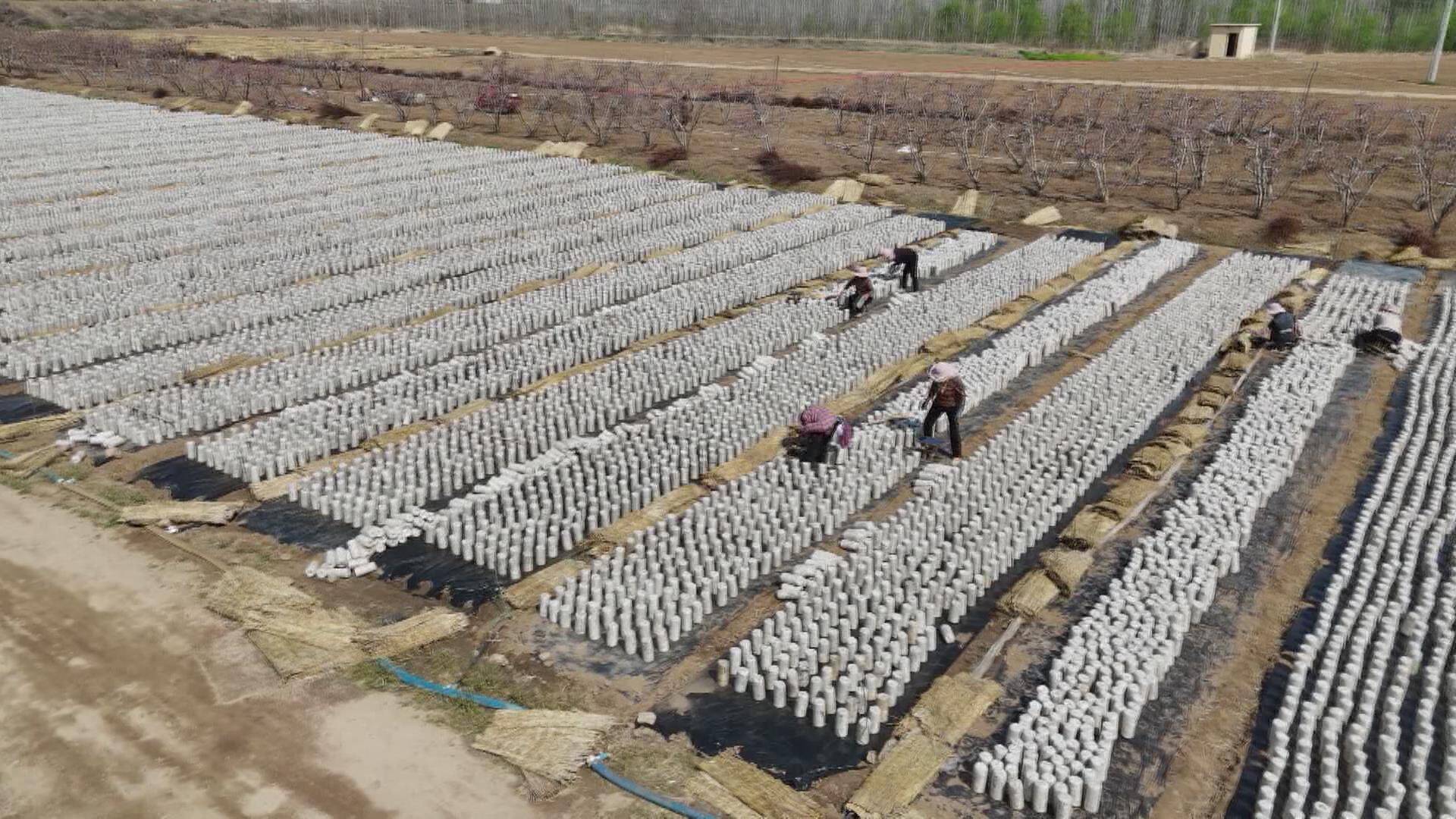 潍坊临朐：小木耳种出大产业  激发乡村振兴新活力