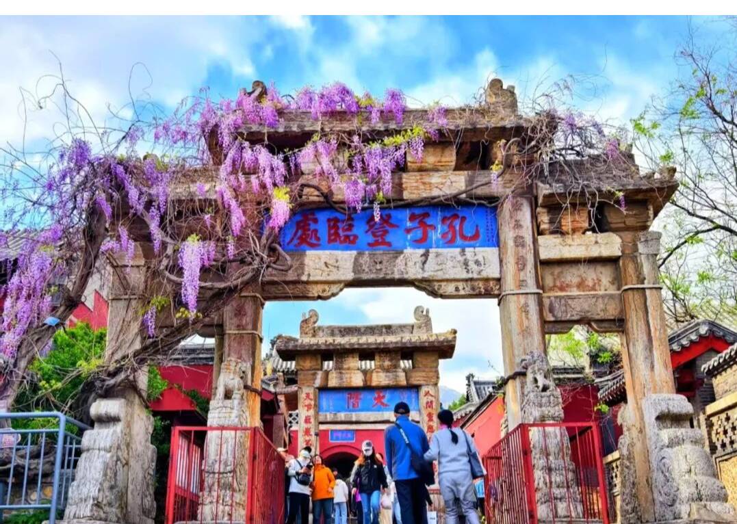 组图丨泰山百年紫藤年年盛放 “活文物”生生不息