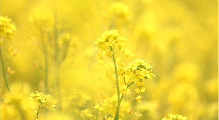潍坊昌乐：油菜花春日怒放 擦亮乡村“美颜”